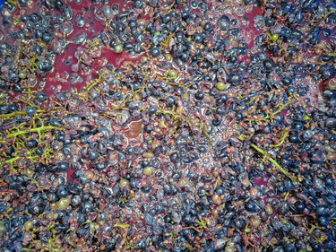 GrapeMust_Wine_1959971983-1