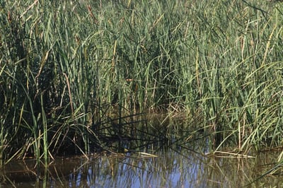 Wetlands & Water-Level Control-1
